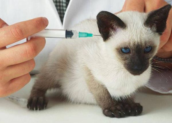 прививка котятам