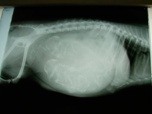 диагностика беременности у собак