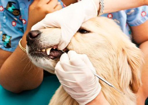 Московская стоматология для собак